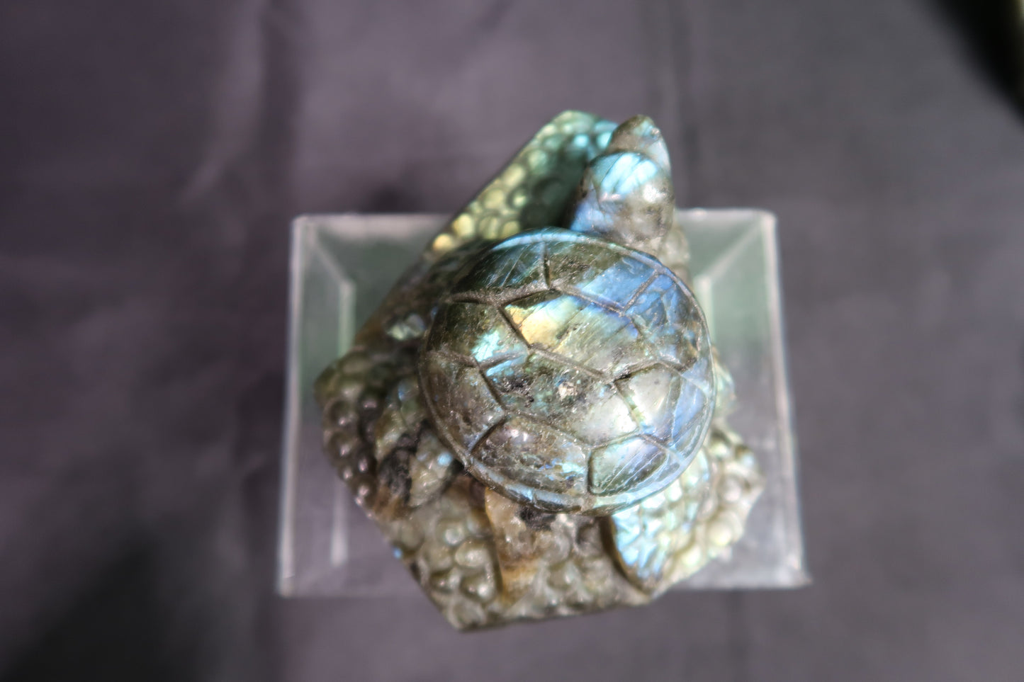 Labradorite Turtles